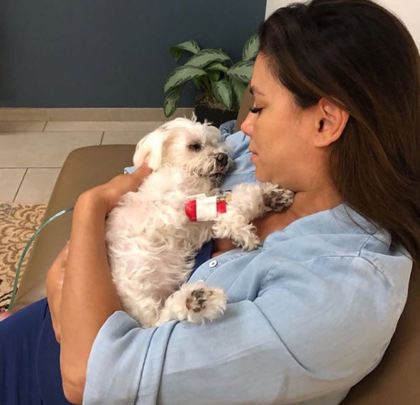 Illustration de l'article : Eva Longoria en deuil après la perte de son chien Jinxy 